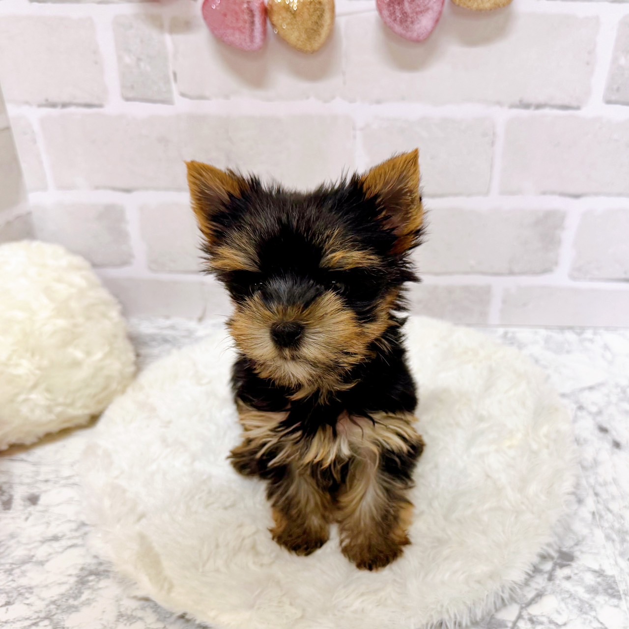 京都府のヨークシャーテリア (犬の家＆猫の里京都精華店/2025年6月30日生まれ/女の子/スチールブルータン)の子犬の3枚目の画像