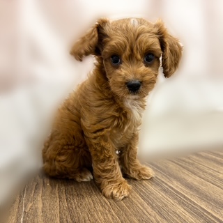 兵庫県のキャバプー(キャバリア×プードル) (犬の家＆猫の里カナート西神戸店/2025年6月28日生まれ/女の子/レッドホワイト)の子犬の3枚目の画像