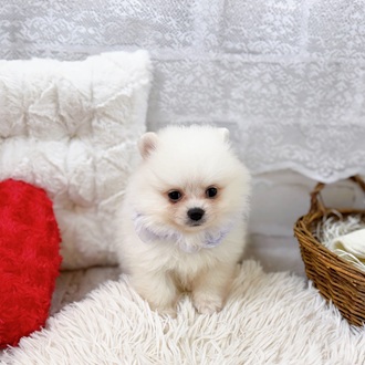 滋賀県のポメラニアン (犬の家＆猫の里長浜店/2025年7月3日生まれ/男の子/クリーム)の子犬の3枚目の画像