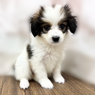 兵庫県のパピヨン (犬の家＆猫の里カナート西神戸店/2025年7月3日生まれ/女の子/ホワイトブラウン)の子犬の1枚目の画像