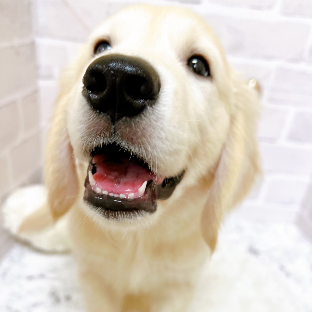 京都府のゴールデンレトリバー (犬の家＆猫の里京都精華店/2025年7月1日生まれ/男の子/クリーム)の子犬の3枚目の画像