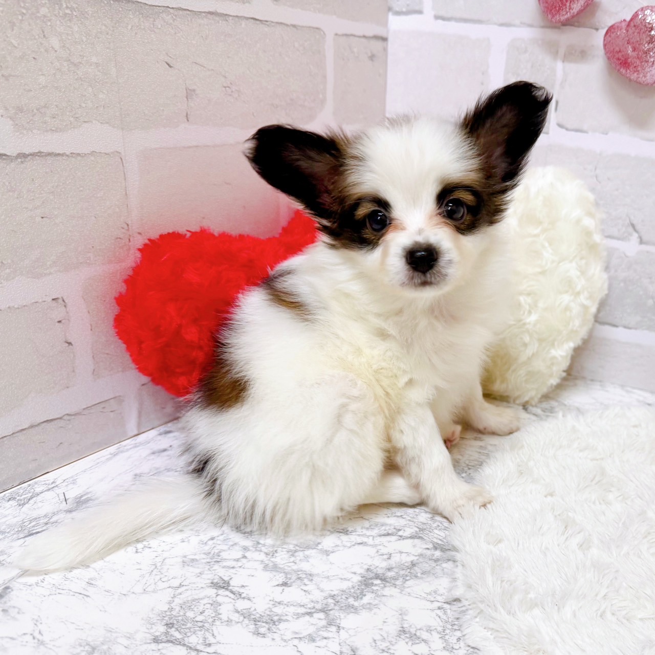 京都府のパピヨン (犬の家＆猫の里京都精華店/2025年6月30日生まれ/男の子/ホワイトブラウン)の子犬の3枚目の画像