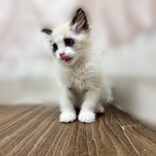 兵庫県のラグドール (犬の家＆猫の里カナート西神戸店/2025年7月3日生まれ/男の子/シールポイントバイカラー)の子猫の3枚目の画像