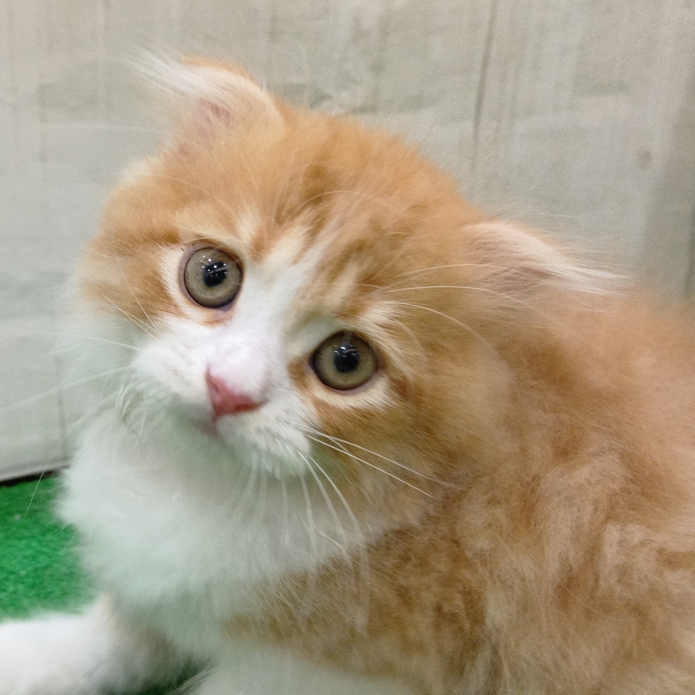 愛知県のスコティッシュフォールド (犬の家＆猫の里エアポートウォーク店/2025年7月3日生まれ/男の子/レッドタビーホワイト)の子猫の3枚目の画像
