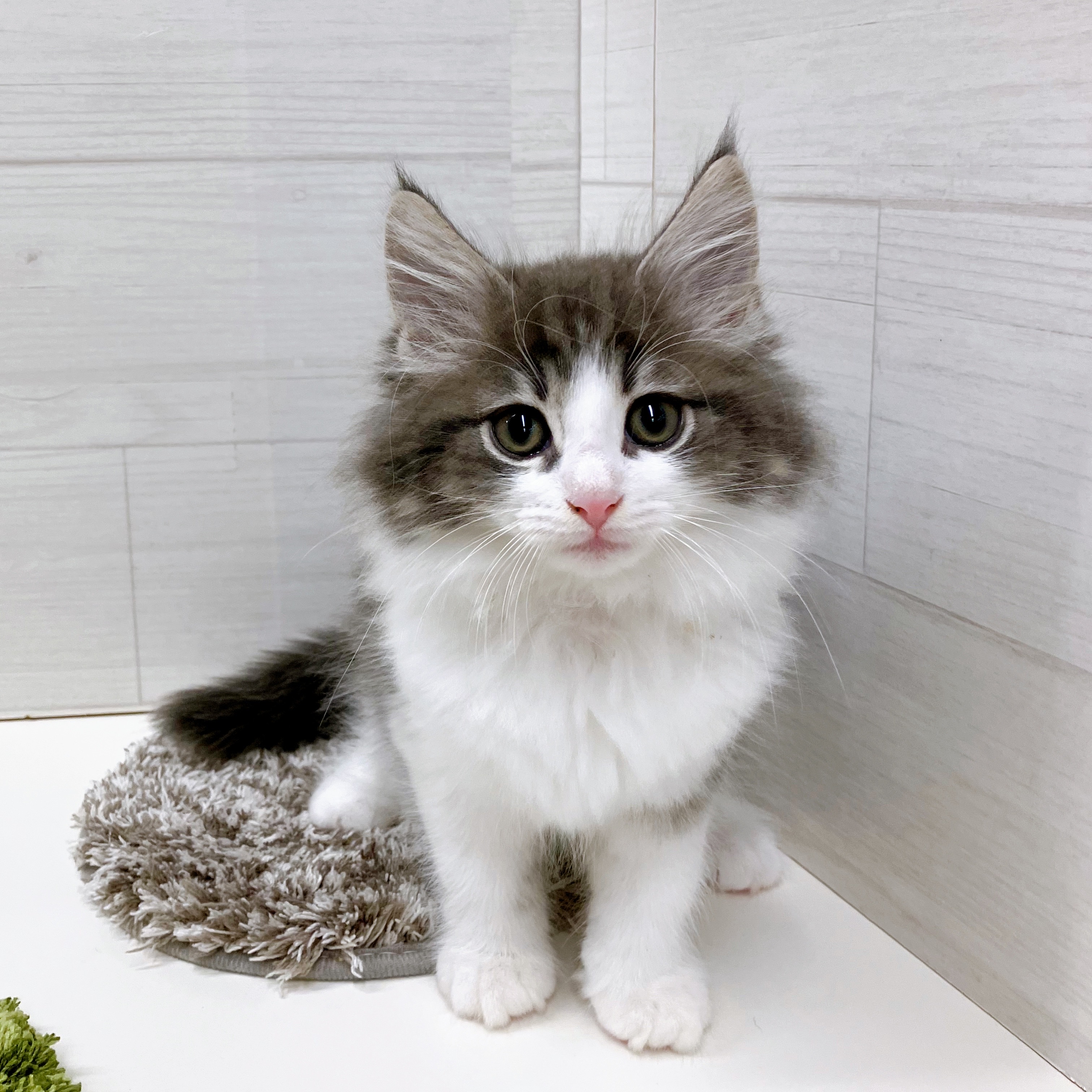 石川県のノルウェージャンフォレストキャット (犬の家＆猫の里アミーゴ金沢おこばた店/2025年7月3日生まれ/男の子/ブルータビーホワイト)の子猫の3枚目の画像