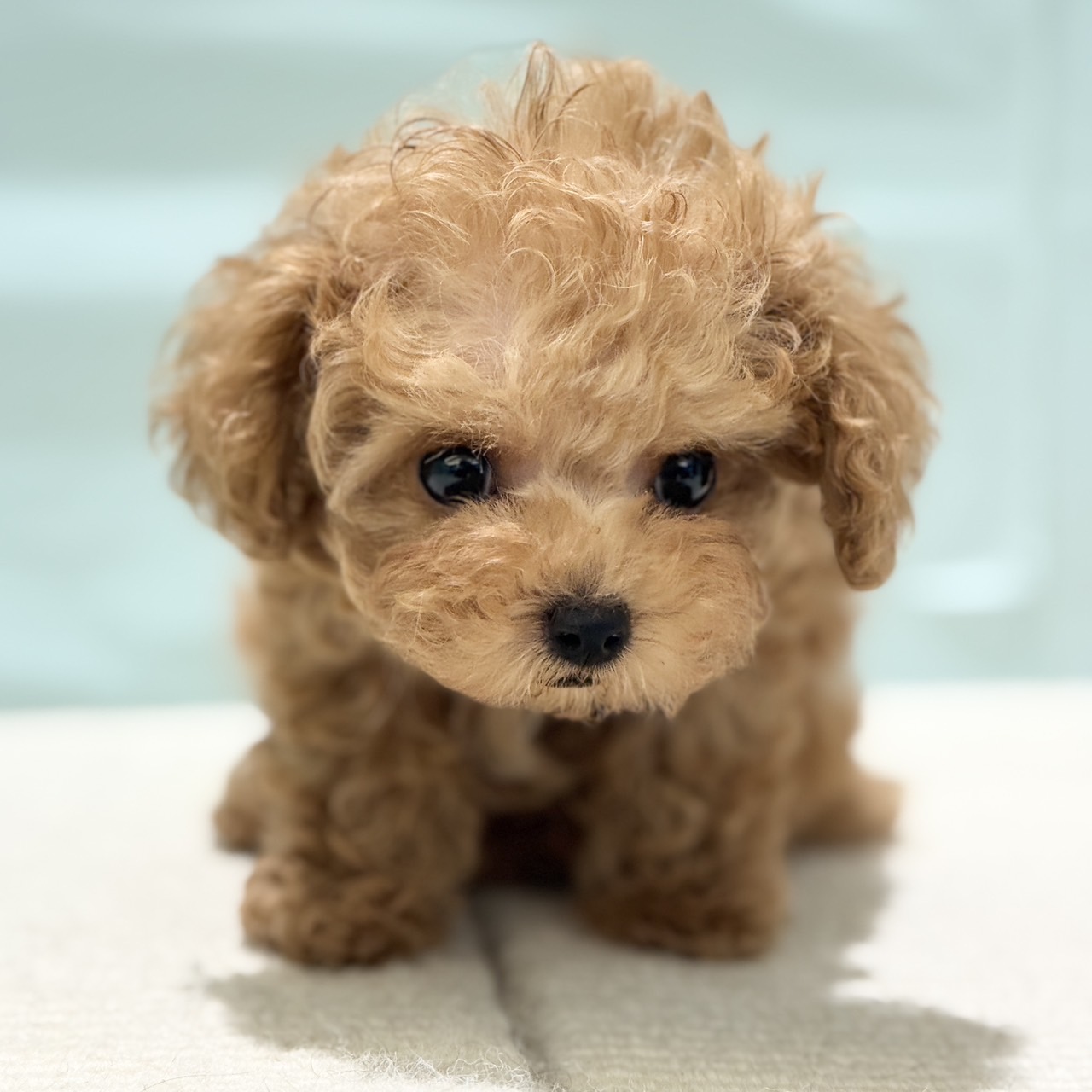 愛知県のティーカッププードル (犬の家＆猫の里春日井本店/2025年7月5日生まれ/男の子/アプリコット)の子犬の3枚目の画像