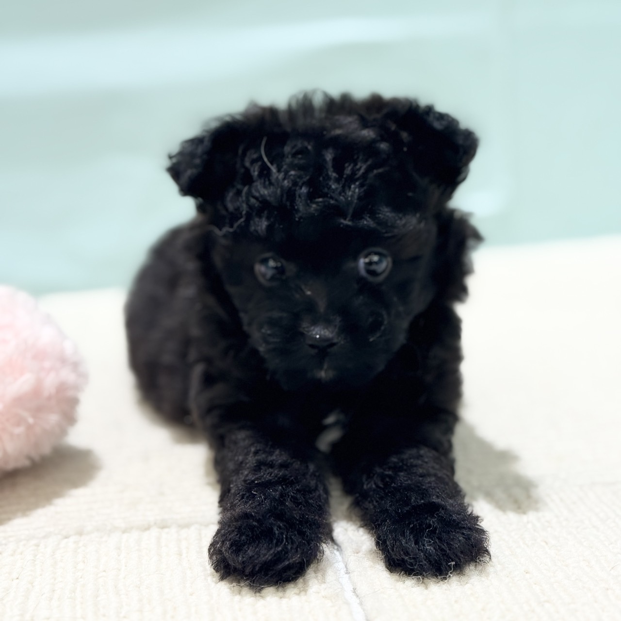 愛知県のポメプー(ポメラニアン×プードル) (犬の家＆猫の里春日井本店/2025年7月4日生まれ/女の子/ブラック)の子犬の3枚目の画像