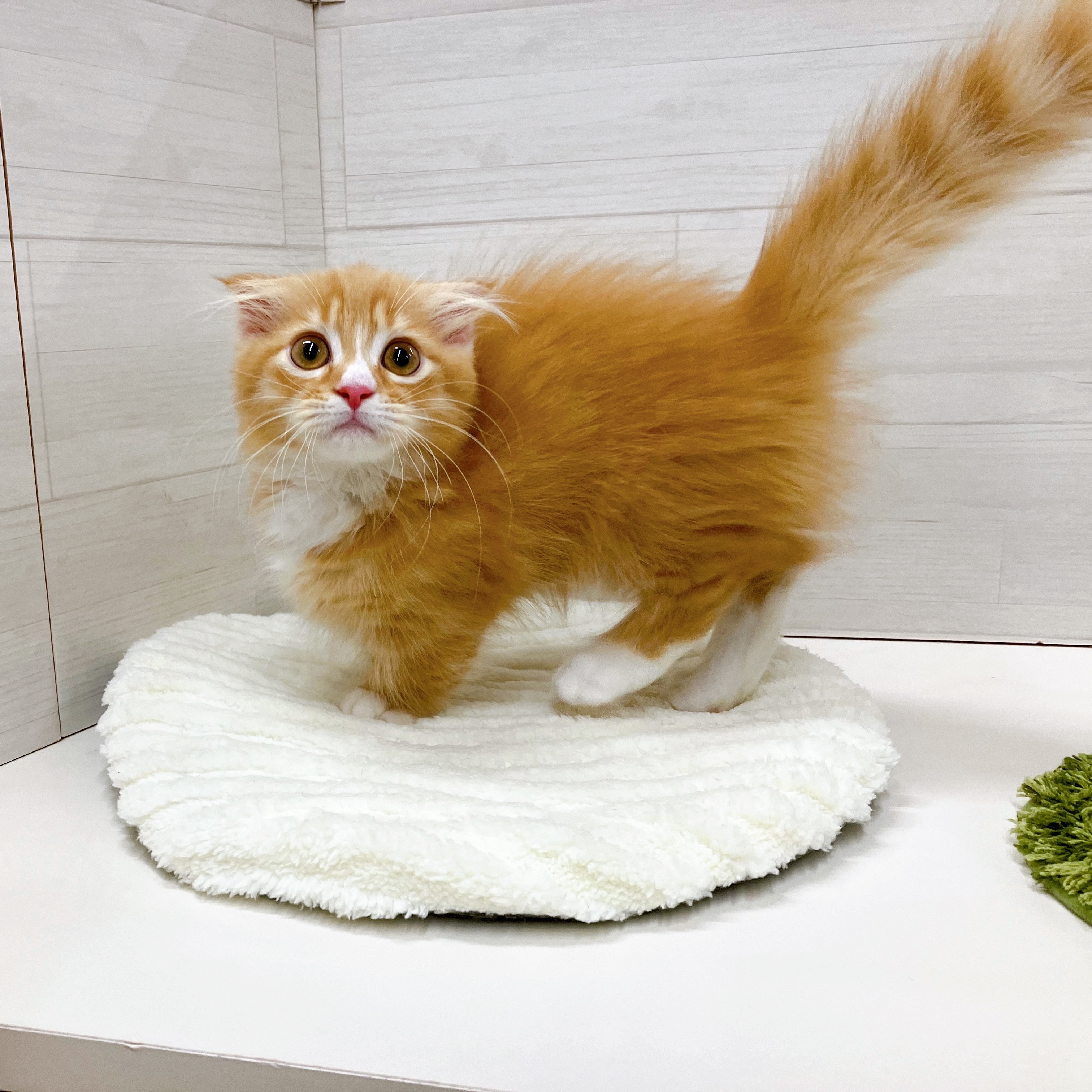 石川県のマンチカン (犬の家＆猫の里アミーゴ金沢おこばた店/2025年7月3日生まれ/男の子/レッドタビーホワイト)の子猫の3枚目の画像
