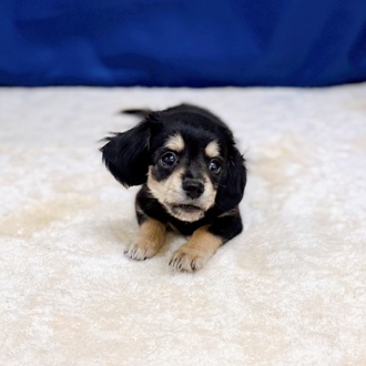 愛知県のチワックス(チワワ×ダックス) (犬の家＆猫の里一宮店/2025年7月1日生まれ/男の子/ブラッククリーム)の子犬の3枚目の画像
