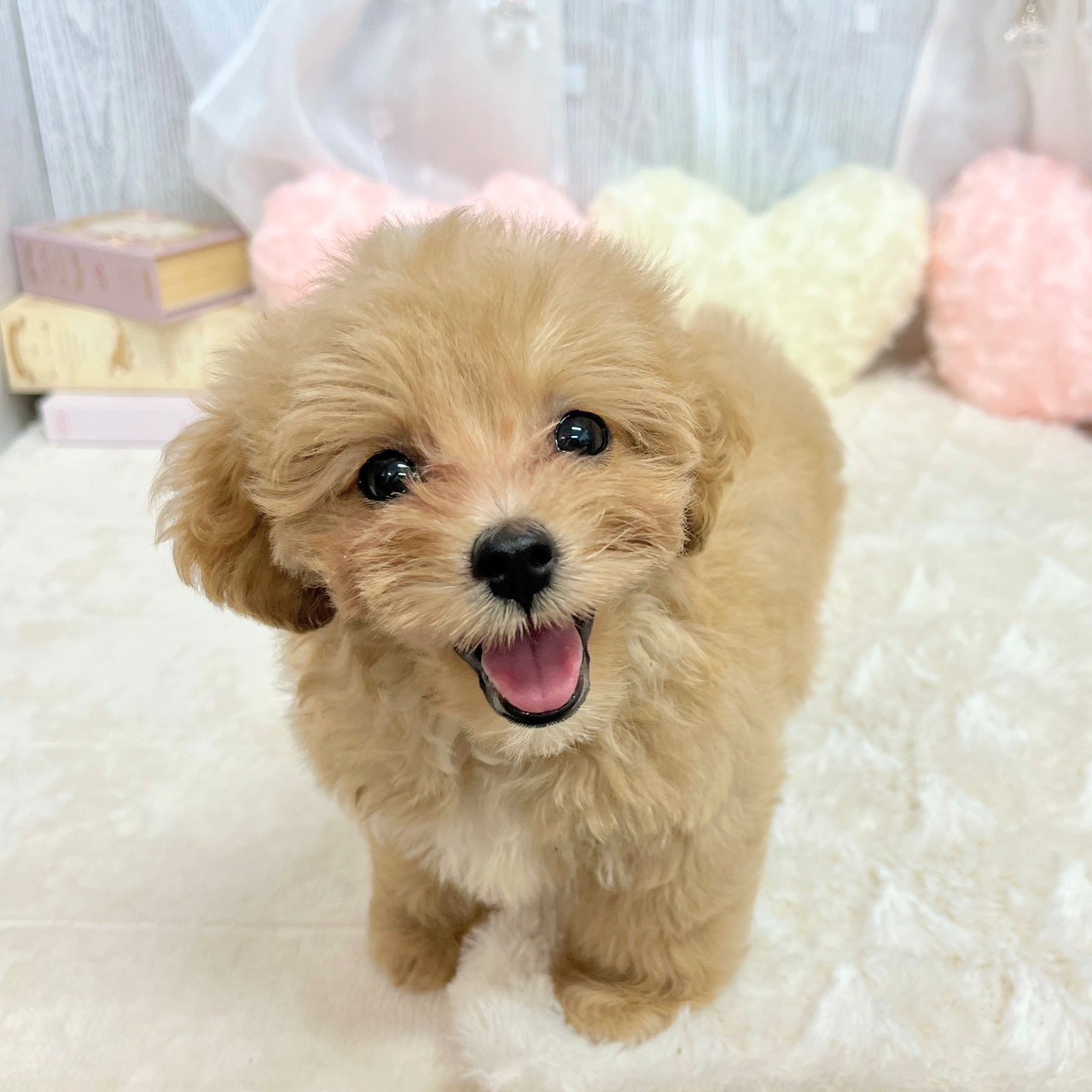 神奈川県のマルプー(マルチーズ×プードル) (犬の家＆猫の里相模原店/2025年7月2日生まれ/女の子/アプリコットホワイト)の子犬の3枚目の画像