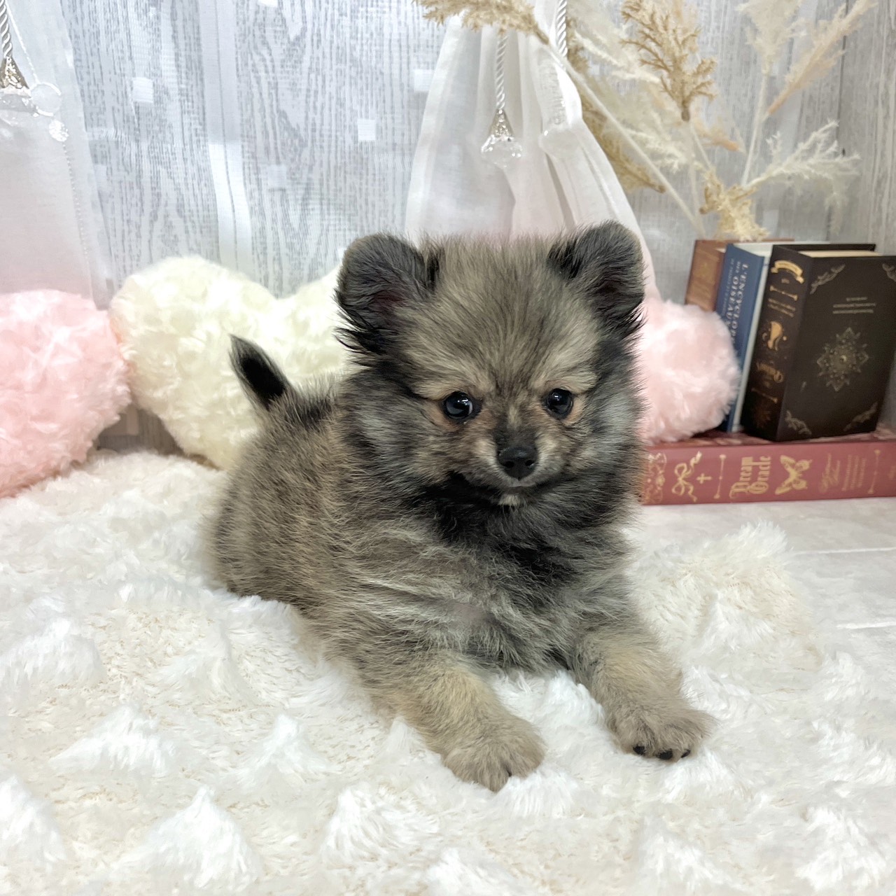 神奈川県のポメチワ/チワポメ/ポメチー(ポメラニアン×チワワ) (犬の家＆猫の里相模原店/2025年7月6日生まれ/女の子/ウルフセーブル)の子犬の3枚目の画像