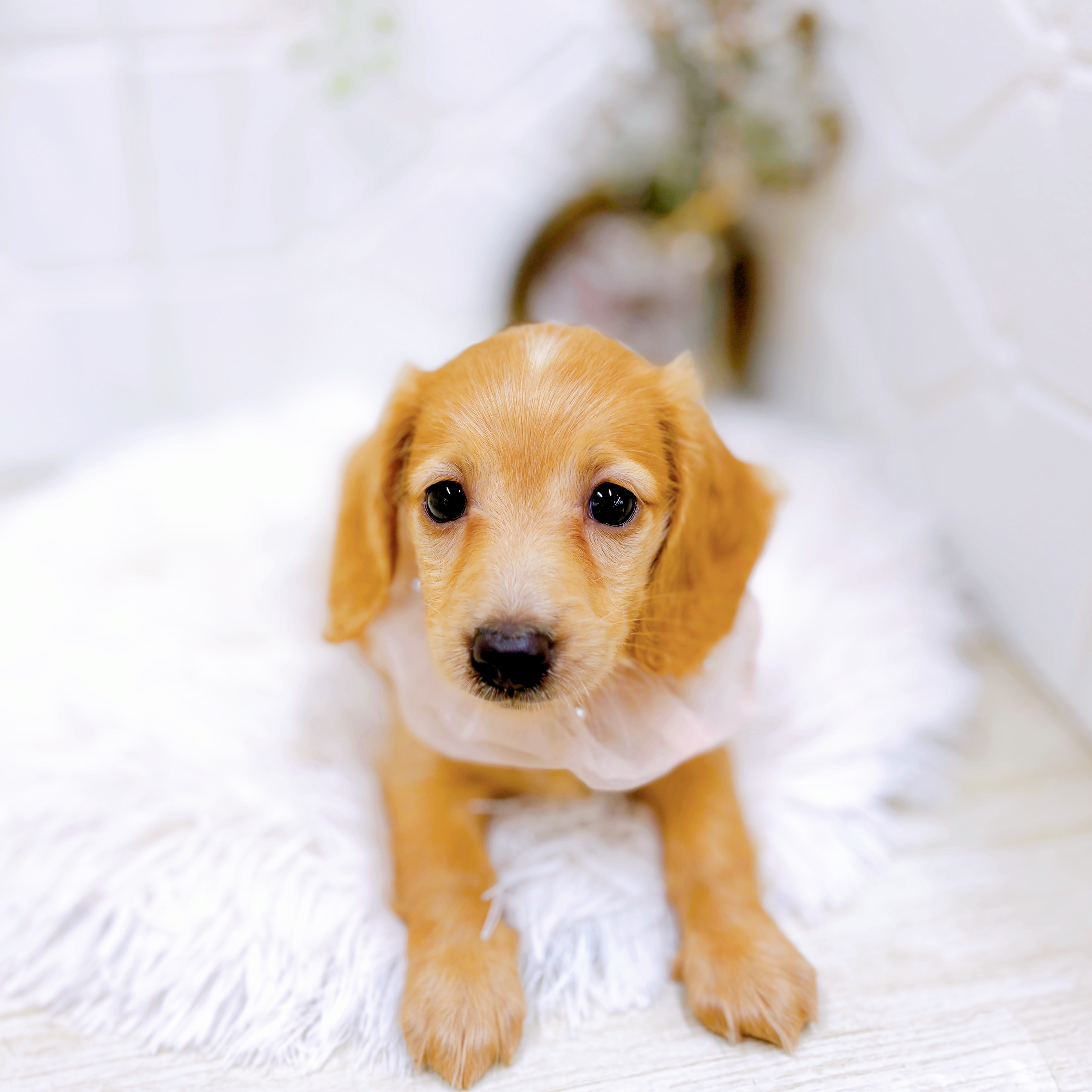 福井県のミニチュアダックスフンド(ロング) (犬の家＆猫の里アミーゴ福井店/2025年7月6日生まれ/女の子/ゴールド)の子犬の3枚目の画像