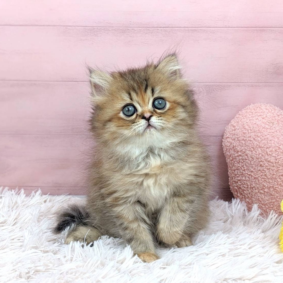 兵庫県のエキゾチック (犬の家＆猫の里川西店/2025年7月3日生まれ/女の子/ブラウンパッチドタビー)の子猫の3枚目の画像