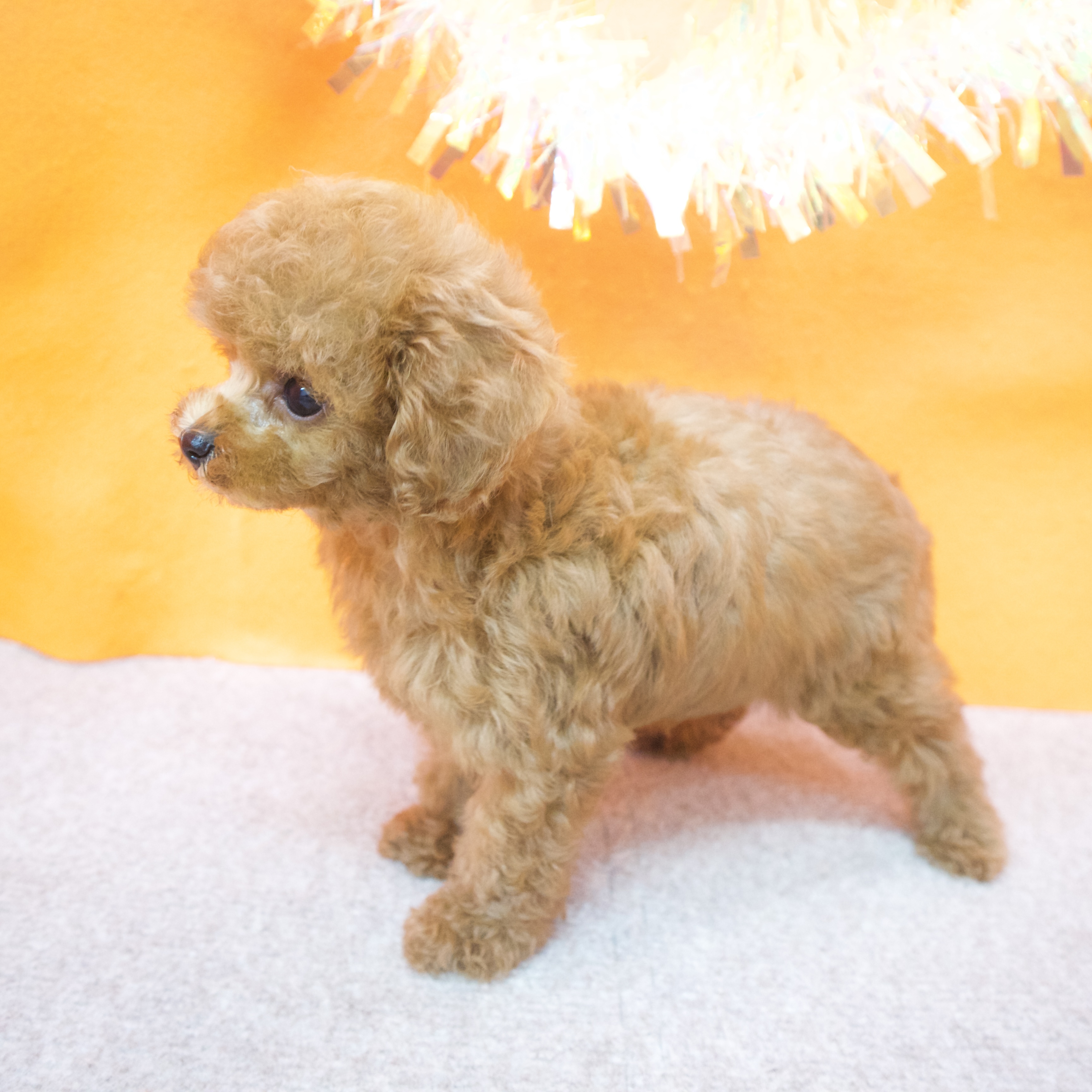 大阪府のタイニープードル (犬の家＆猫の里吹田店/2025年7月3日生まれ/男の子/レッド)の子犬の3枚目の画像