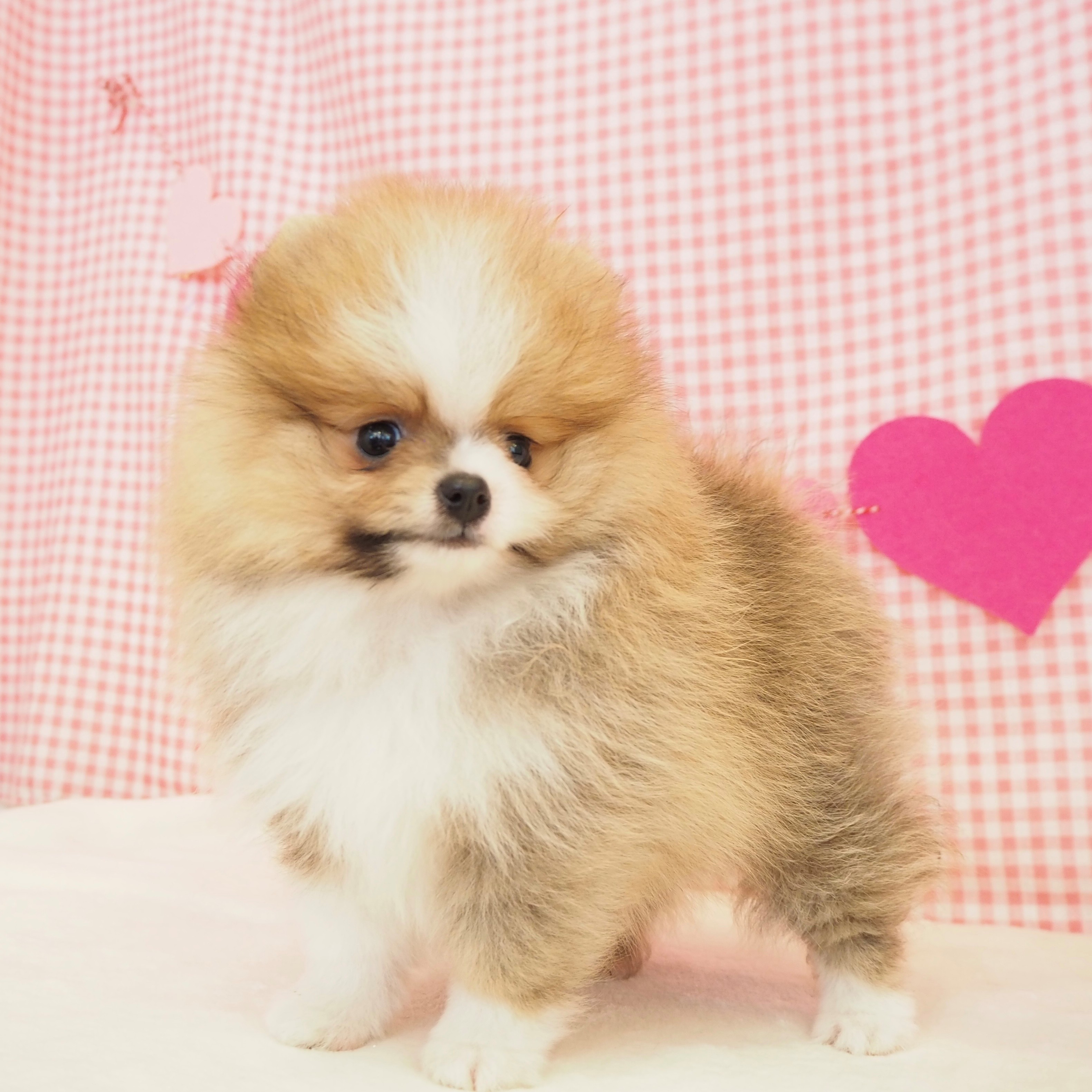 大阪府のポメラニアン (犬の家＆猫の里もりのみやキューズモールBASE店/2025年7月5日生まれ/男の子/パーティーカラー)の子犬の3枚目の画像