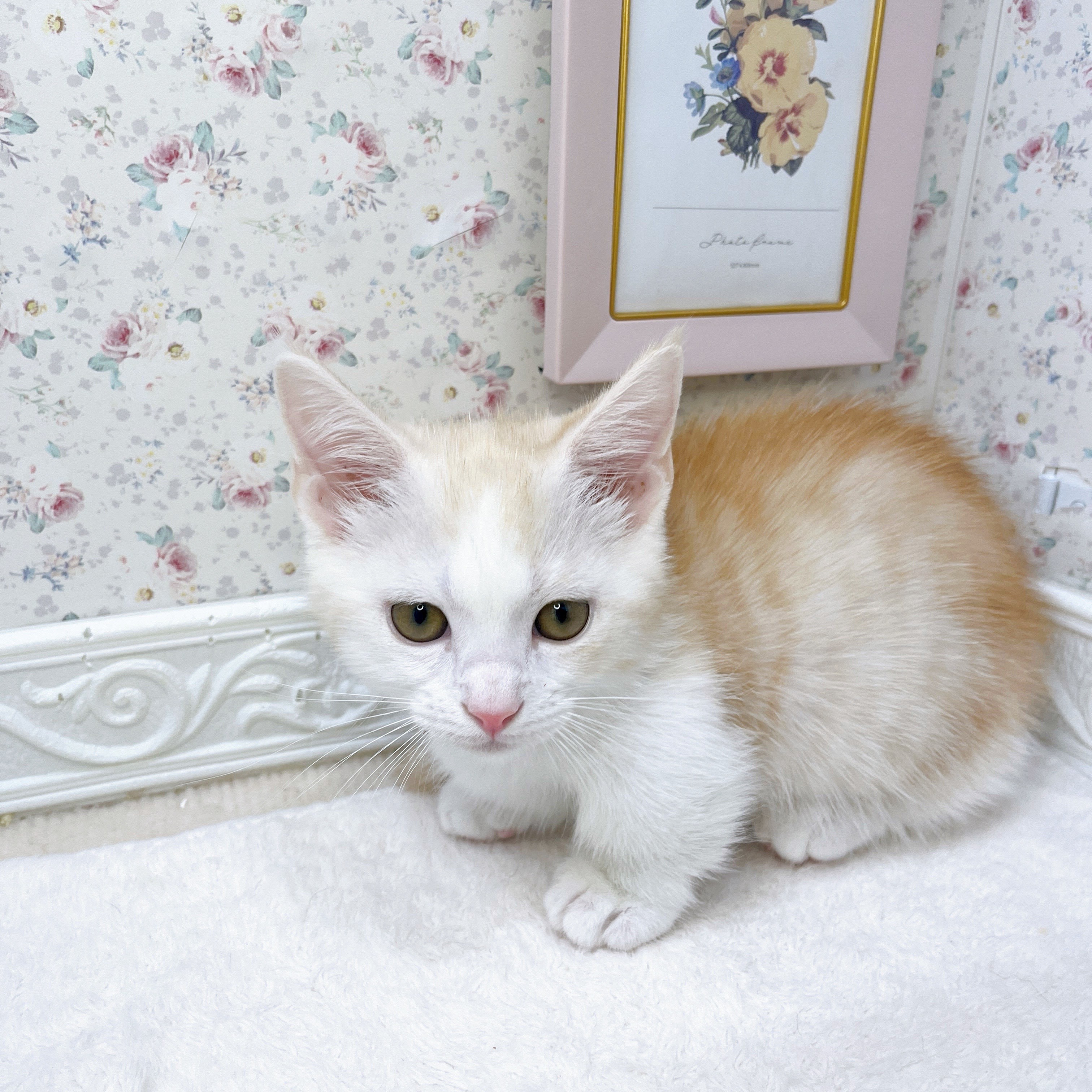 石川県のマンチカン (犬の家＆猫の里アミーゴ金沢有松店/2025年7月1日生まれ/男の子/レッドマッカレルタビーホワイト)の子猫の3枚目の画像
