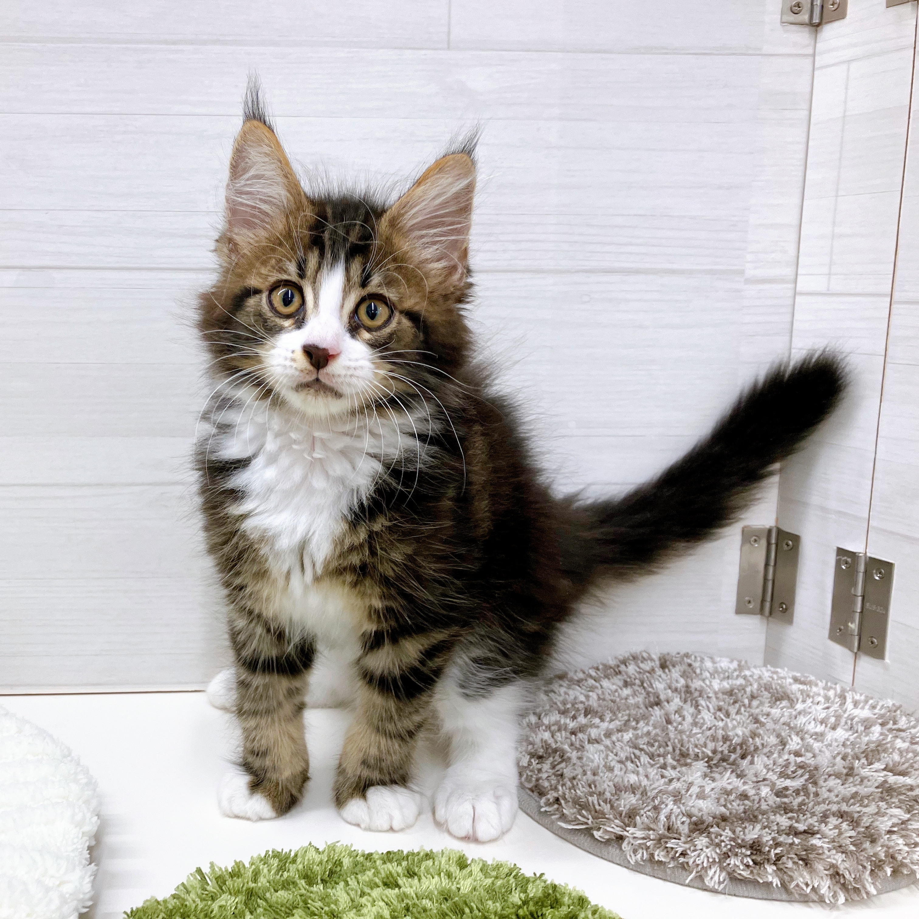 石川県のメインクーン (犬の家＆猫の里アミーゴ金沢おこばた店/2025年7月2日生まれ/男の子/ブラウンタビーホワイト)の子猫の3枚目の画像