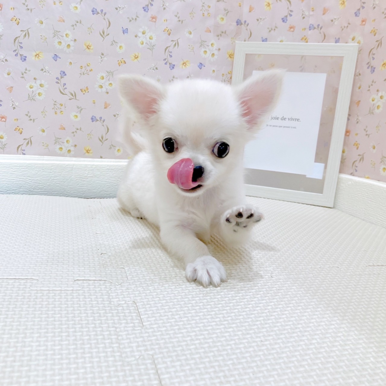 石川県のチワワ(ロング) (犬の家＆猫の里金沢店/2025年7月3日生まれ/男の子/クリーム)の子犬の3枚目の画像