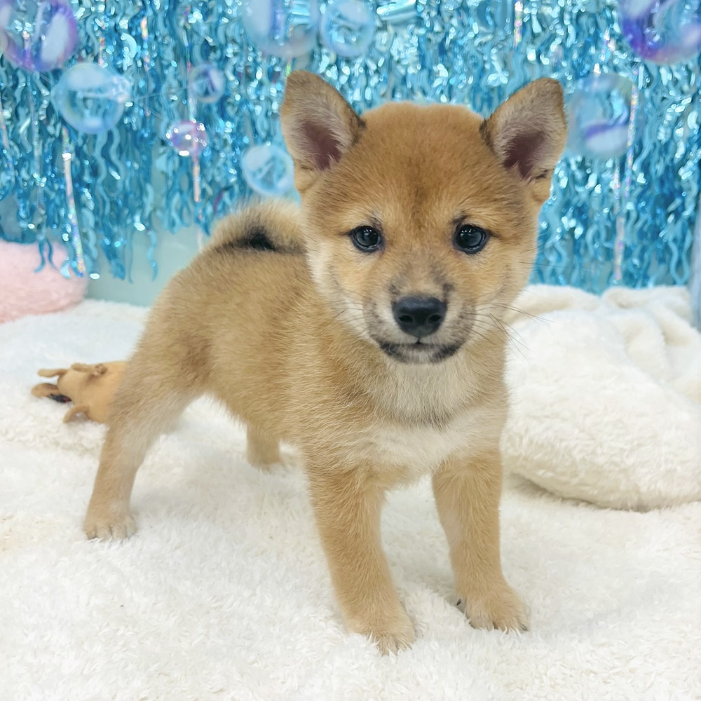 愛知県の豆柴 (犬の家＆猫の里エアポートウォーク店/2025年7月4日生まれ/女の子/赤)の子犬の3枚目の画像