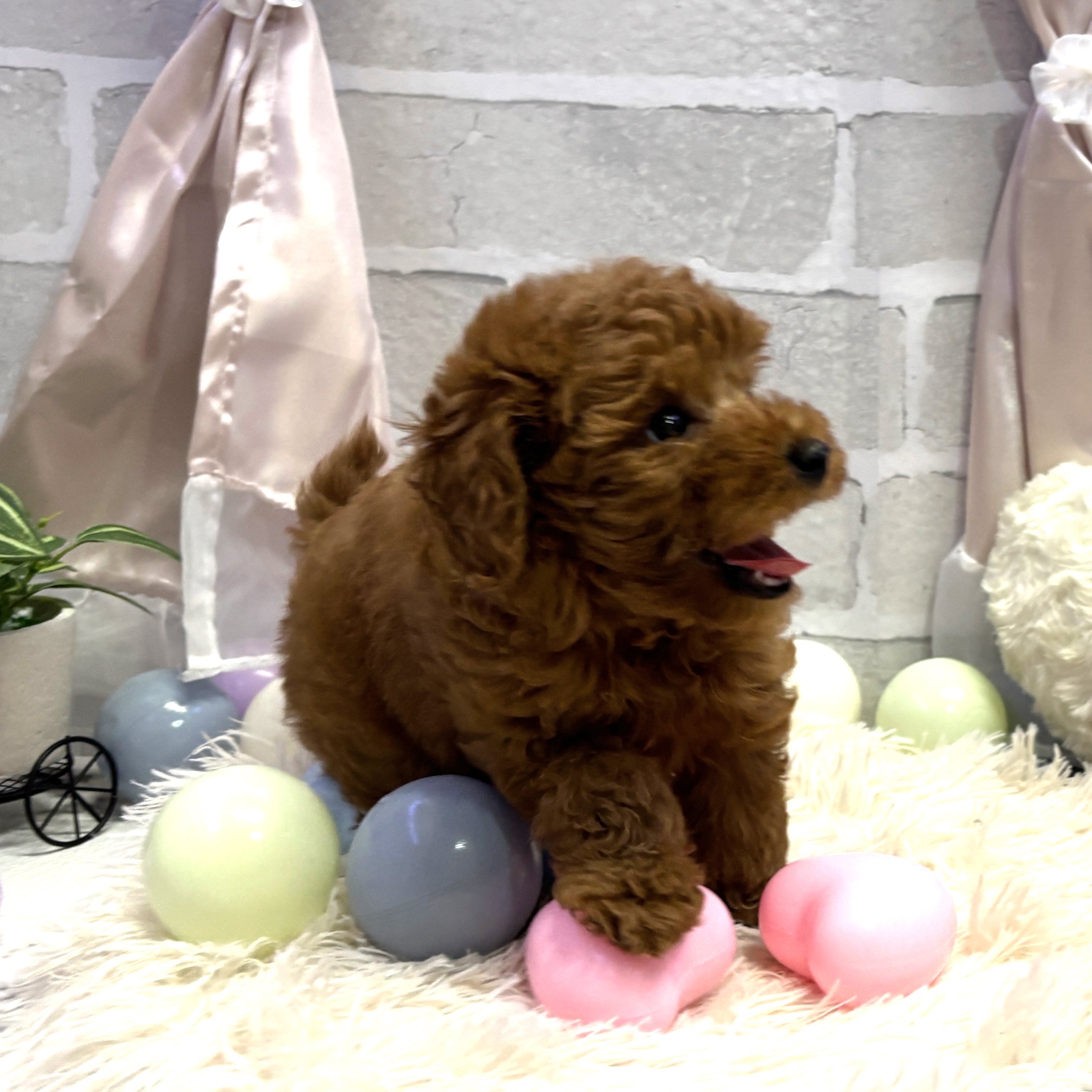 愛知県のタイニープードル (犬の家＆猫の里岡崎店/2025年7月4日生まれ/女の子/レッド)の子犬の3枚目の画像