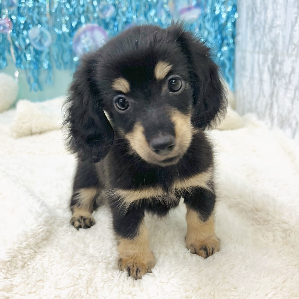 愛知県のミニチュアダックスフンド(ロング) (犬の家＆猫の里エアポートウォーク店/2025年7月5日生まれ/女の子/ブラックイエロー)の子犬の3枚目の画像