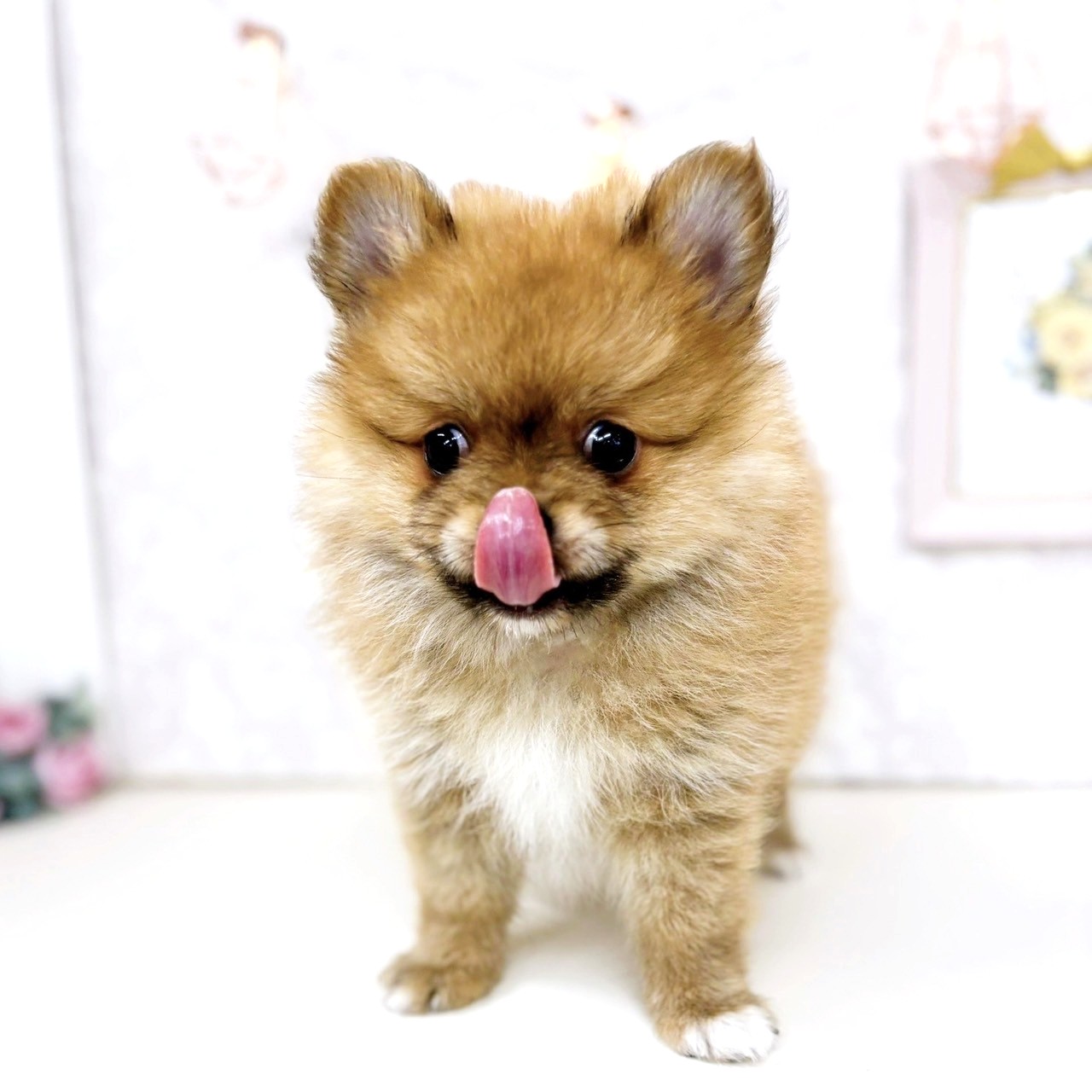 富山県のポメチワ/チワポメ/ポメチー(ポメラニアン×チワワ) (犬の家＆猫の里アミーゴ高岡蓮花寺店/2025年7月4日生まれ/男の子/オレンジ)の子犬の3枚目の画像