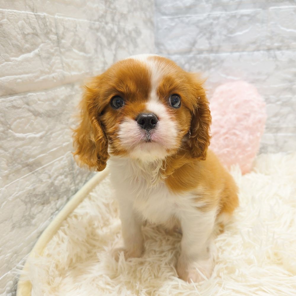 愛知県のキャバリアキングチャールズスパニエル (犬の家＆猫の里MiO香久山店/2025年7月5日生まれ/男の子/ブレンハイム)の子犬の3枚目の画像