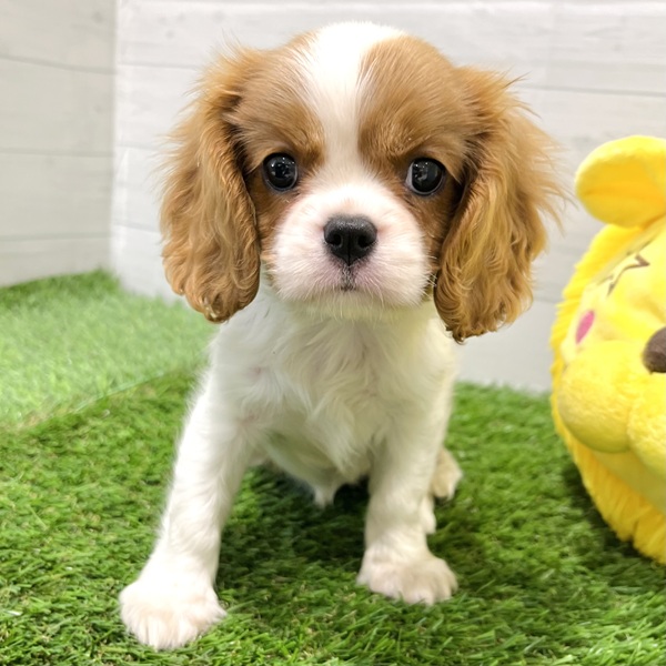 愛知県のキャバリアキングチャールズスパニエル (犬の家＆猫の里豊田店/2025年7月5日生まれ/女の子/ブレンハイム)の子犬の1枚目の画像