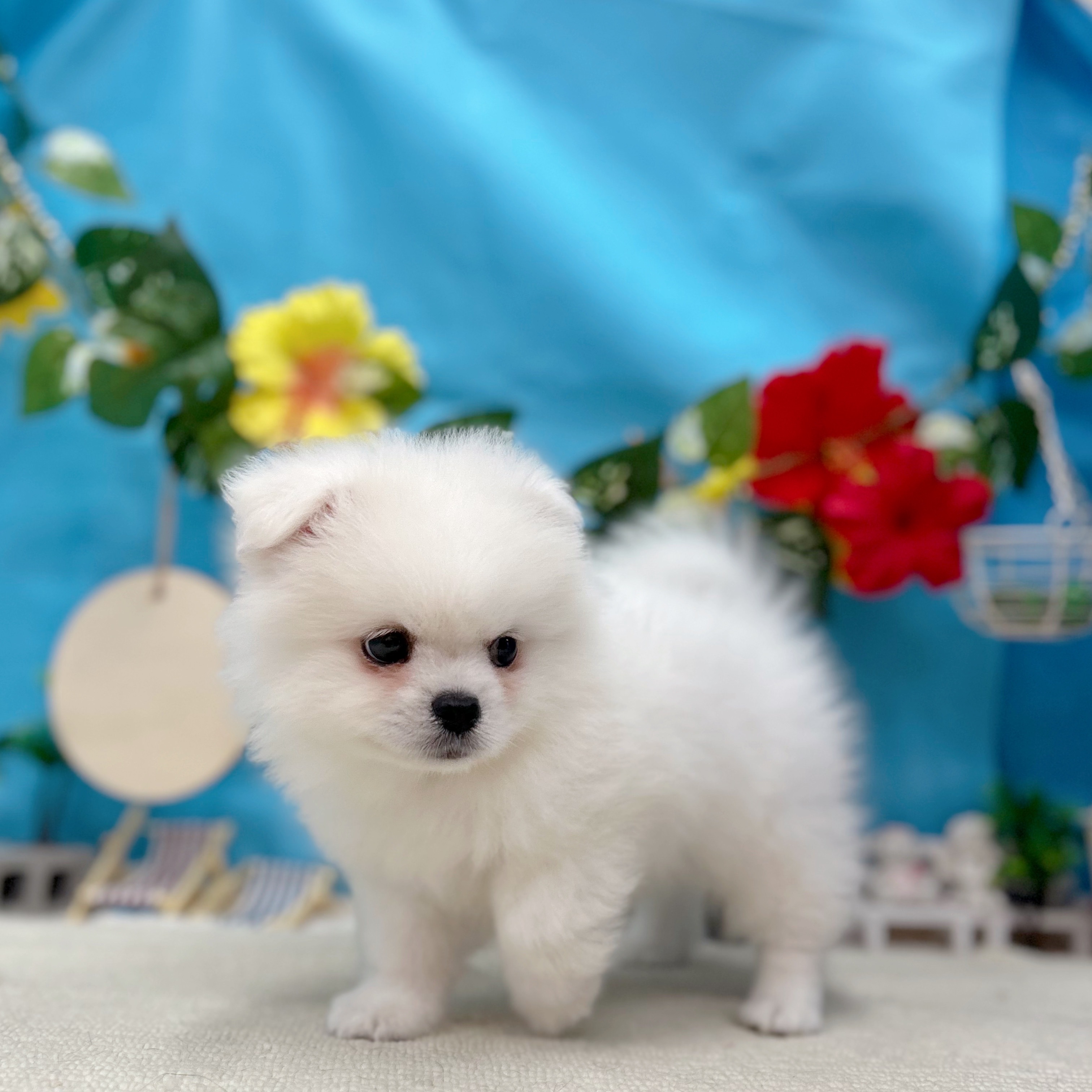 岐阜県のペキポメ/ポメペキ(ペキニーズ×ポメラニアン) (犬の家＆猫の里岐南店/2025年7月5日生まれ/男の子/ホワイト)の子犬の3枚目の画像