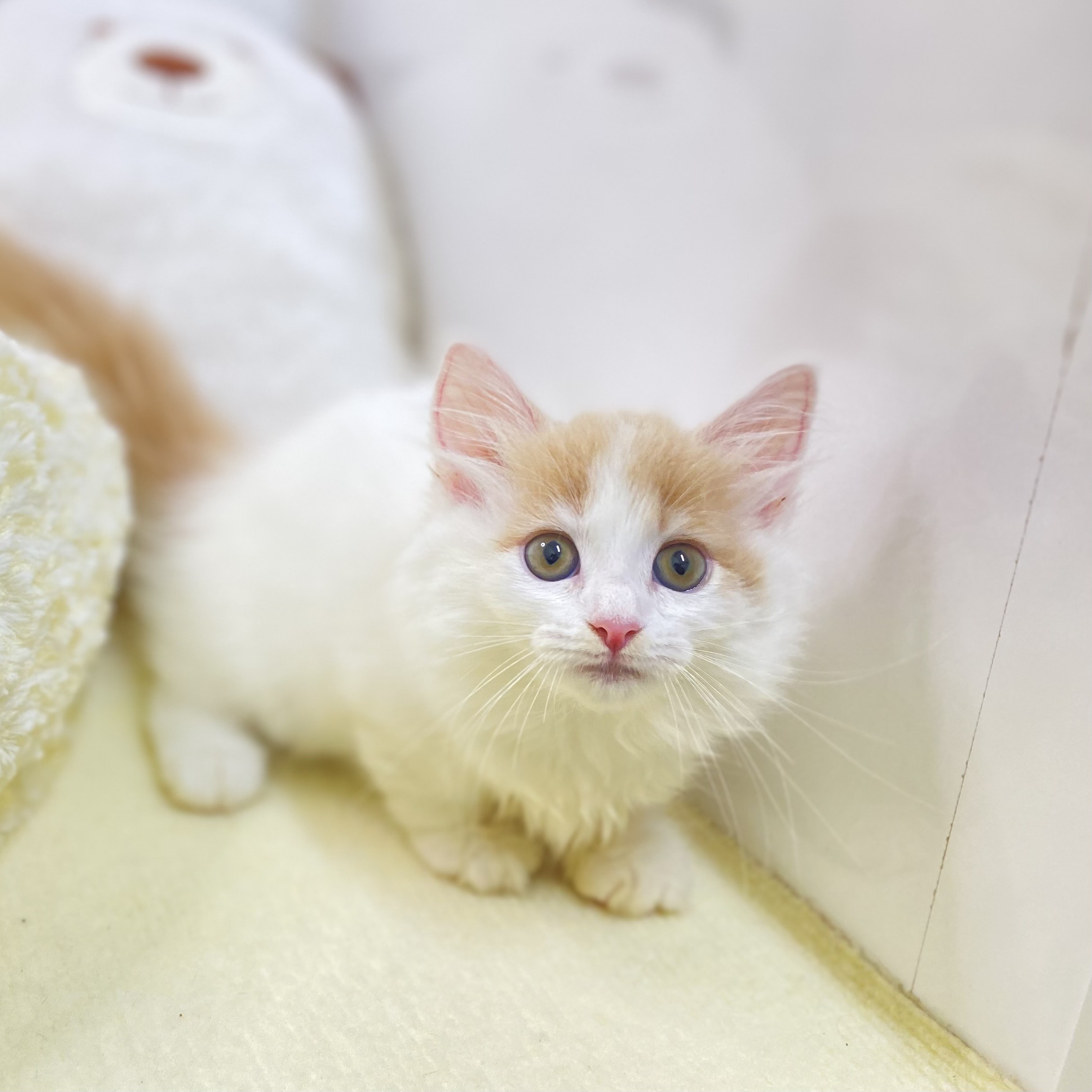 長野県のマンチカン (犬の家＆猫の里長野店/2025年7月7日生まれ/女の子/クリームタビーホワイトバン)の子猫の3枚目の画像