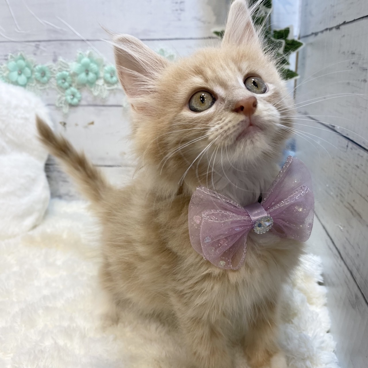 長野県のノルウェージャンフォレストキャット (犬の家＆猫の里カインズ梓川店/2025年7月8日生まれ/女の子/クリームタビー)の子猫の3枚目の画像