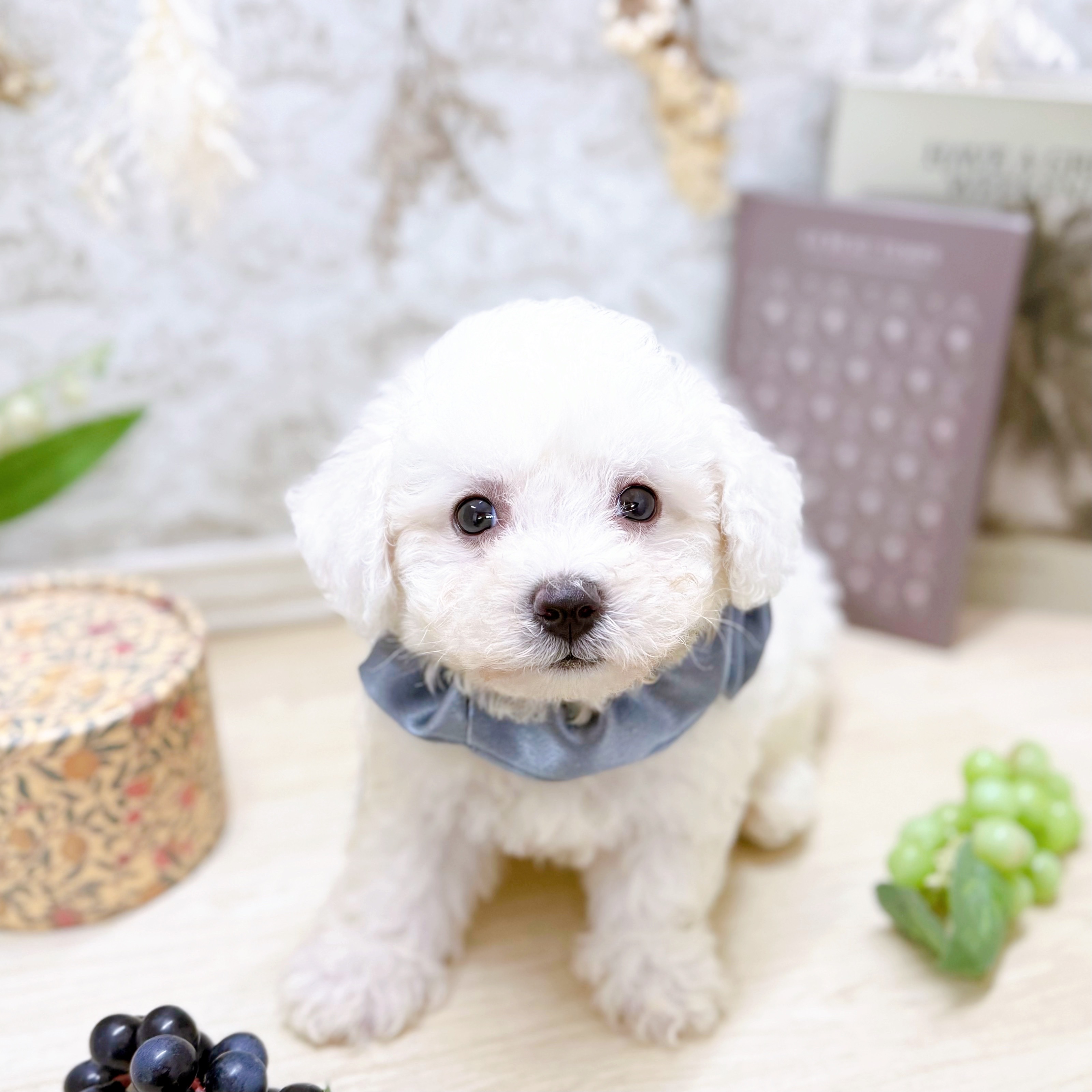 福井県のビションフリーゼ (犬の家＆猫の里アミーゴ福井大和田店/2025年7月6日生まれ/男の子/ホワイト)の子犬の3枚目の画像