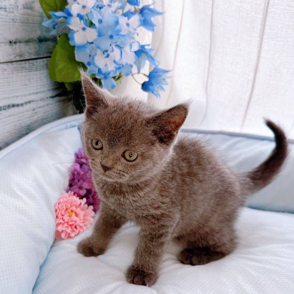 長野県のブリティッシュショートヘアー (犬の家＆猫の里塩尻店/2025年7月8日生まれ/男の子/ブルー)の子猫の3枚目の画像