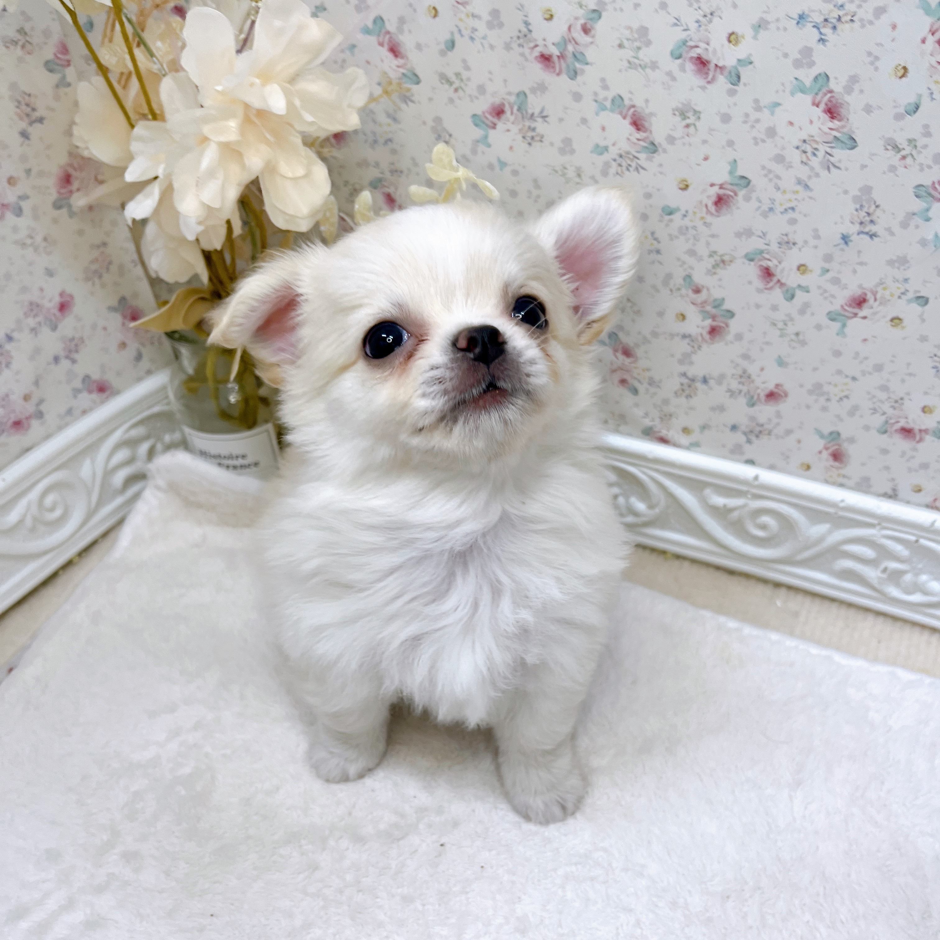 石川県のチワワ(ロング) (犬の家＆猫の里アミーゴ金沢有松店/2025年7月8日生まれ/男の子/クリーム)の子犬の3枚目の画像