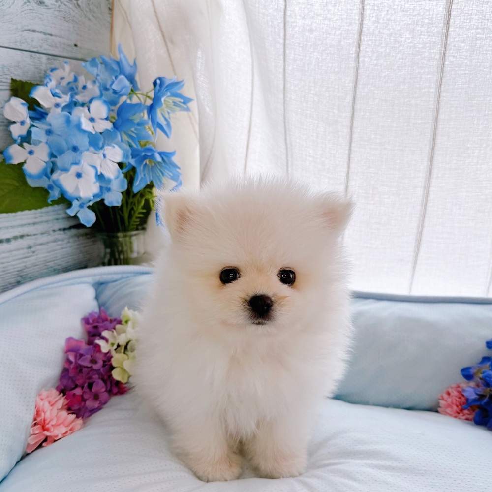 ホワイト(白系)のポメラニアンの子犬一覧 | ペットショップ 犬の
