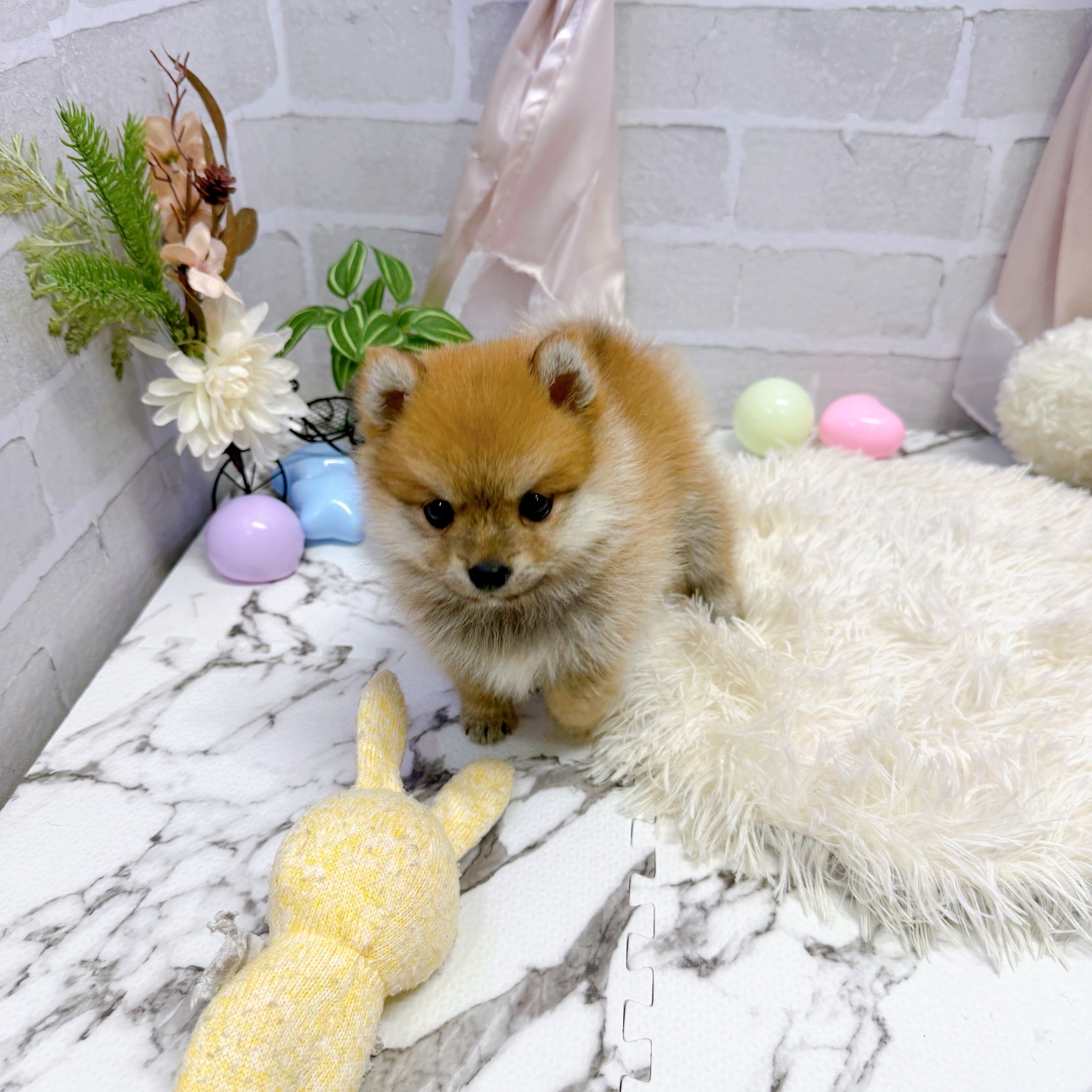 愛知県のポメ柴/豆ポメ/ポメ豆柴(ポメラニアン×柴犬) (犬の家＆猫の里岡崎店/2025年7月7日生まれ/女の子/オレンジ)の子犬の3枚目の画像