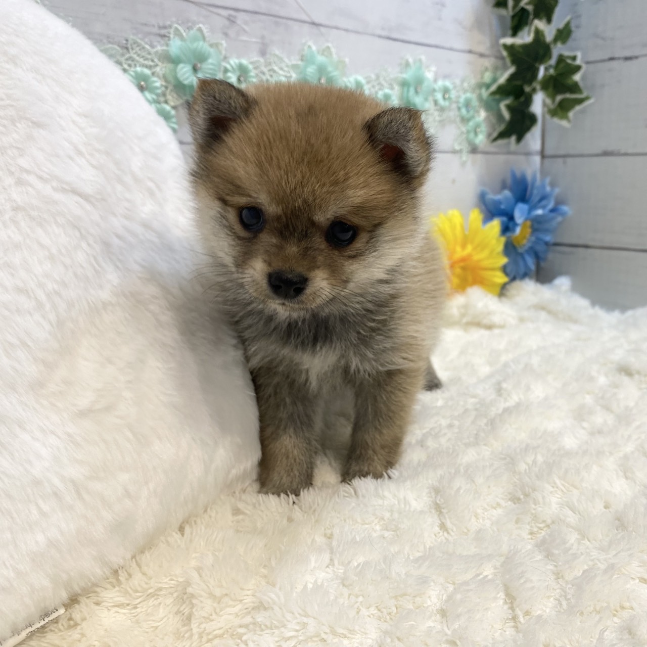 長野県のポメ柴/豆ポメ/ポメ豆柴(ポメラニアン×柴犬) (犬の家＆猫の里カインズ梓川店/2025年7月7日生まれ/男の子/オレンジ)の子犬の3枚目の画像