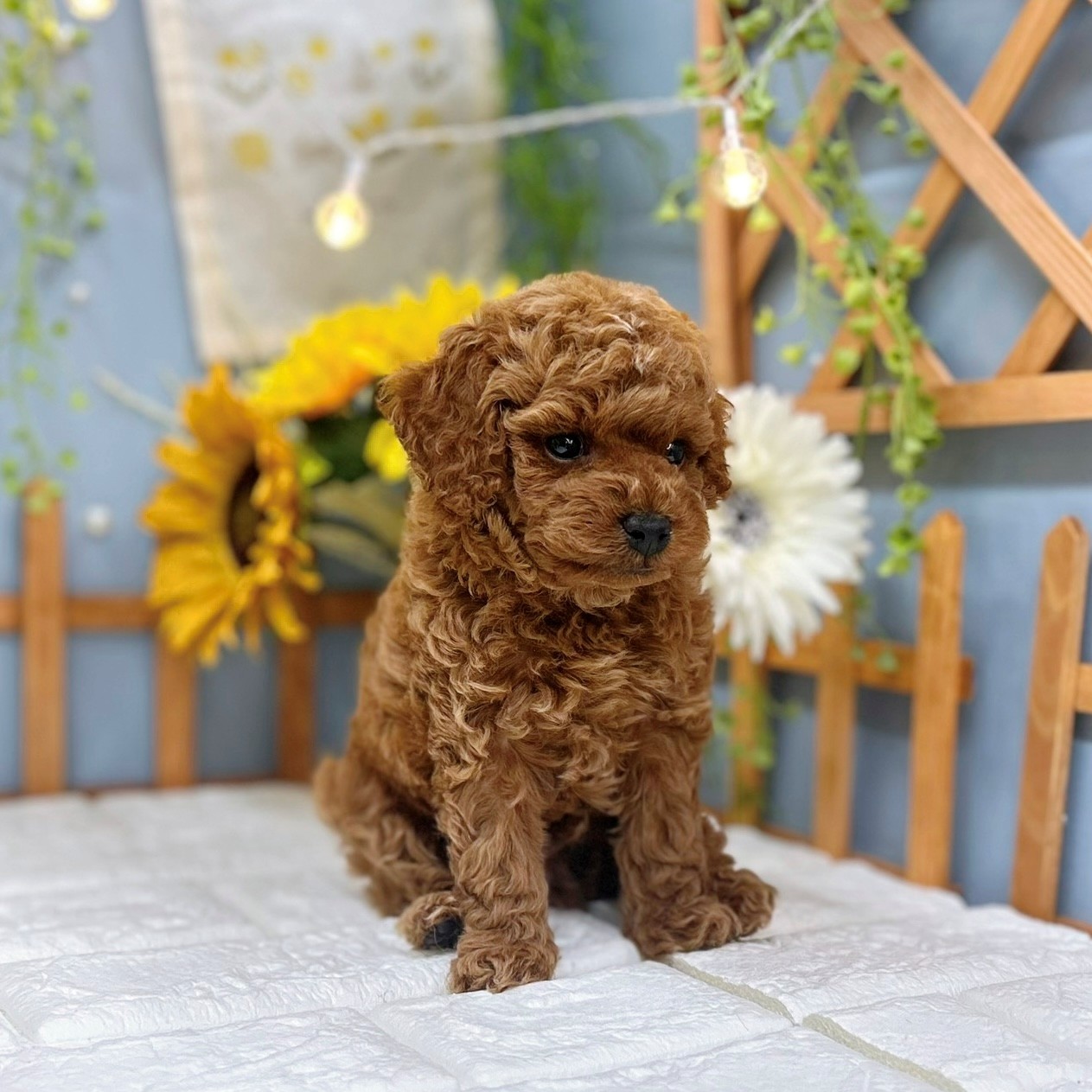 千葉県のトイプードル(トイ) (犬の家＆猫の里ワンズモール稲毛店/2025年7月5日生まれ/男の子/レッド)の子犬の3枚目の画像