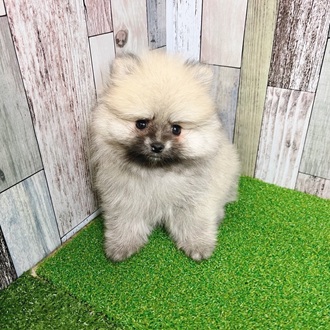 静岡県のポメラニアン (犬の家＆猫の里マークイズ静岡店/2025年7月8日生まれ/男の子/オレンジセーブル)の子犬の3枚目の画像