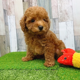 静岡県のトイプードル(トイ) (犬の家＆猫の里マークイズ静岡店/2025年7月2日生まれ/男の子/レッド)の子犬の1枚目の画像