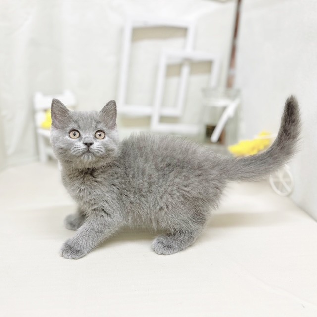 静岡県のブリティッシュショートヘアー (犬の家＆猫の里藤枝店/2025年7月7日生まれ/女の子/ブルー)の子猫の3枚目の画像