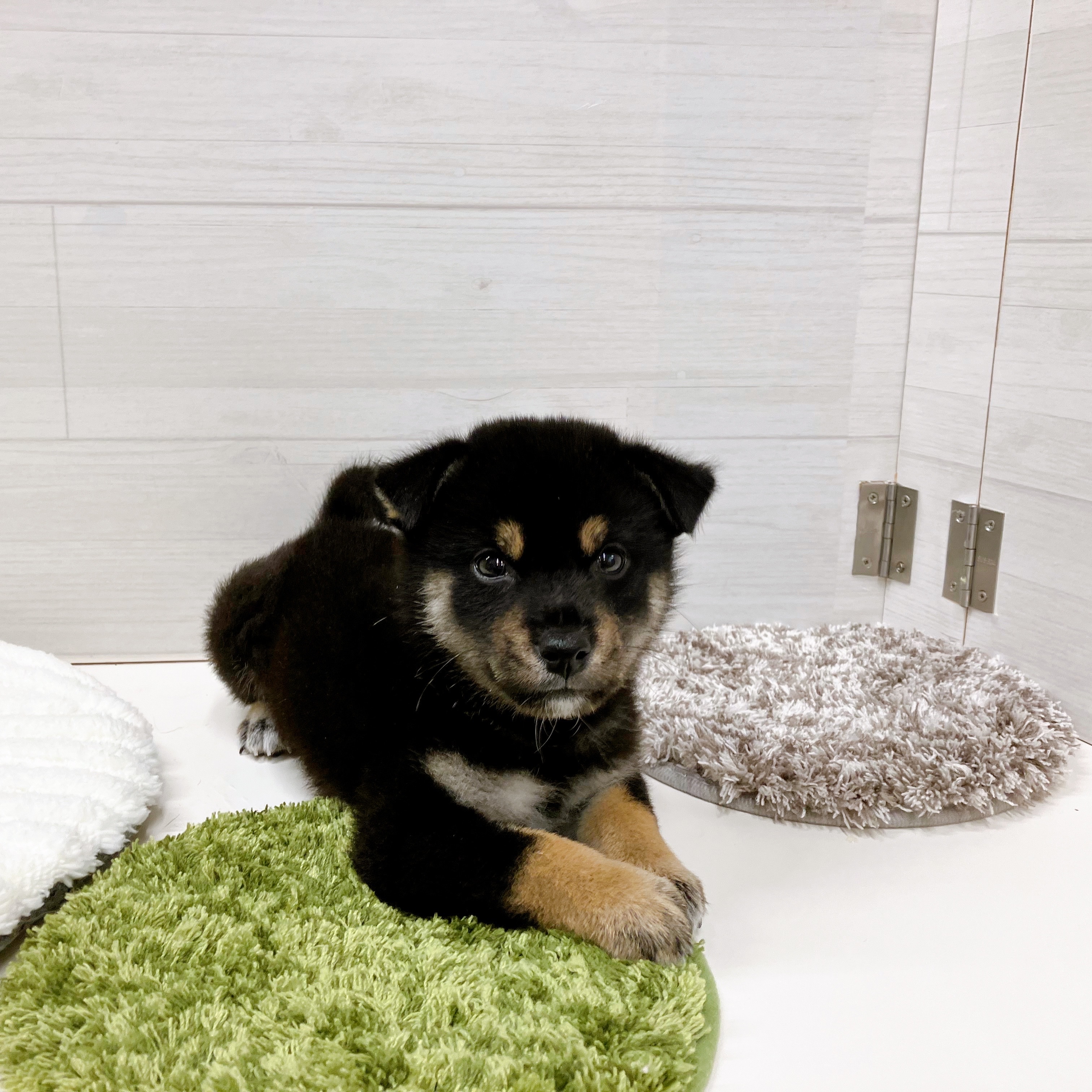 石川県の柴犬(標準サイズ) (犬の家＆猫の里アミーゴ金沢おこばた店/2025年7月7日生まれ/男の子/黒)の子犬の3枚目の画像