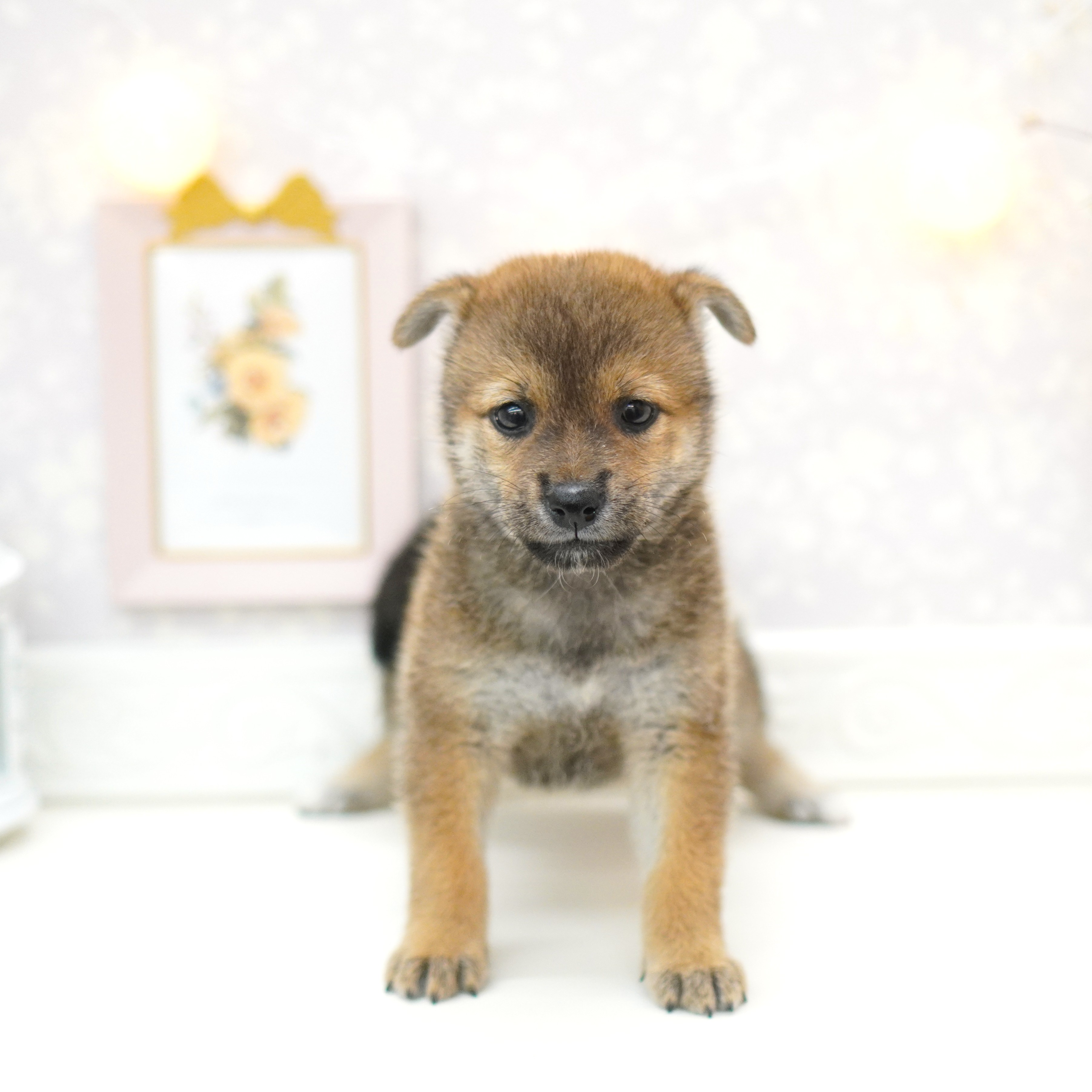 富山県の柴犬(標準サイズ) (犬の家＆猫の里アミーゴ山室店/2025年7月7日生まれ/女の子/赤)の子犬の3枚目の画像