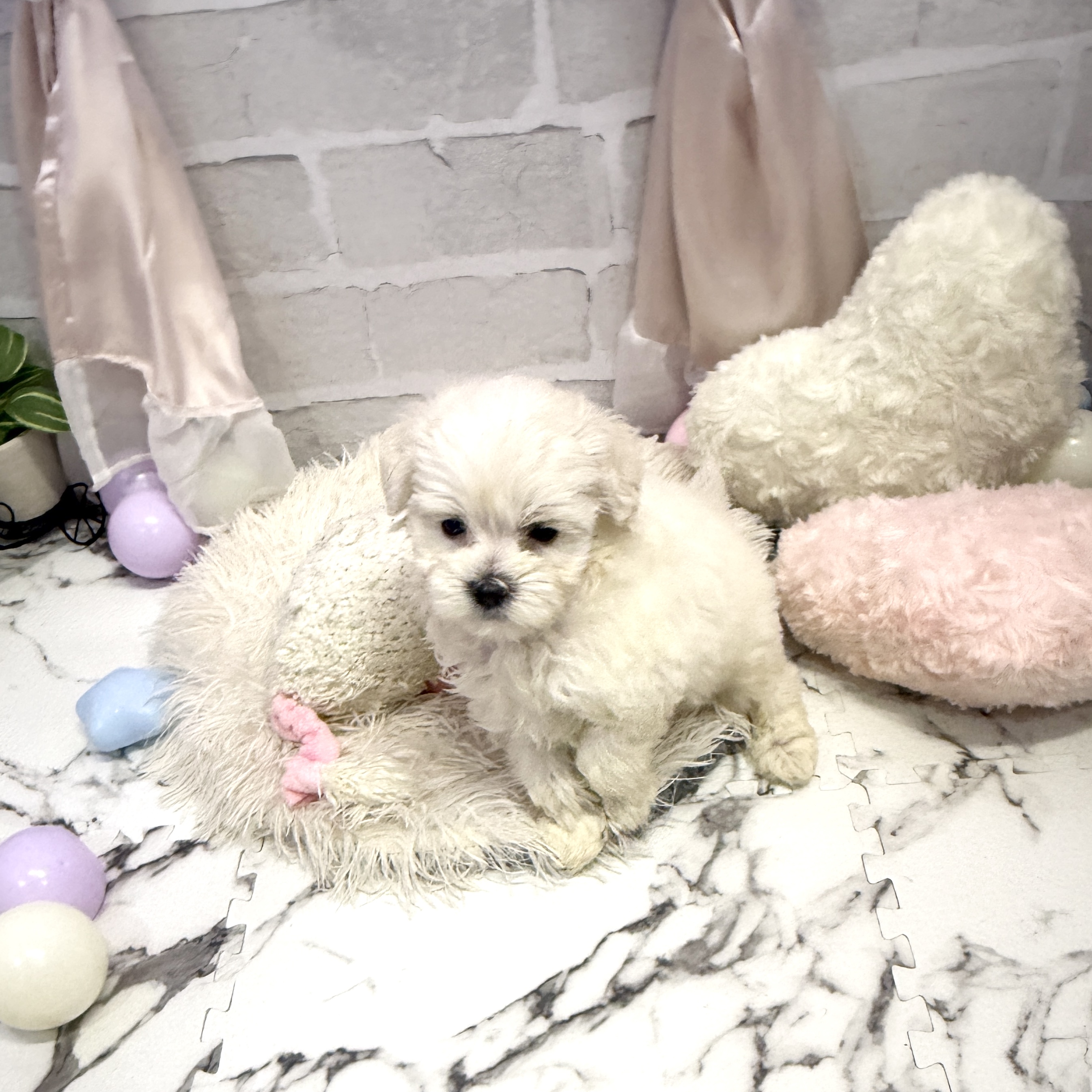 愛知県のマルプー(マルチーズ×プードル) (犬の家＆猫の里岡崎店/2025年7月7日生まれ/男の子/ホワイト)の子犬の3枚目の画像