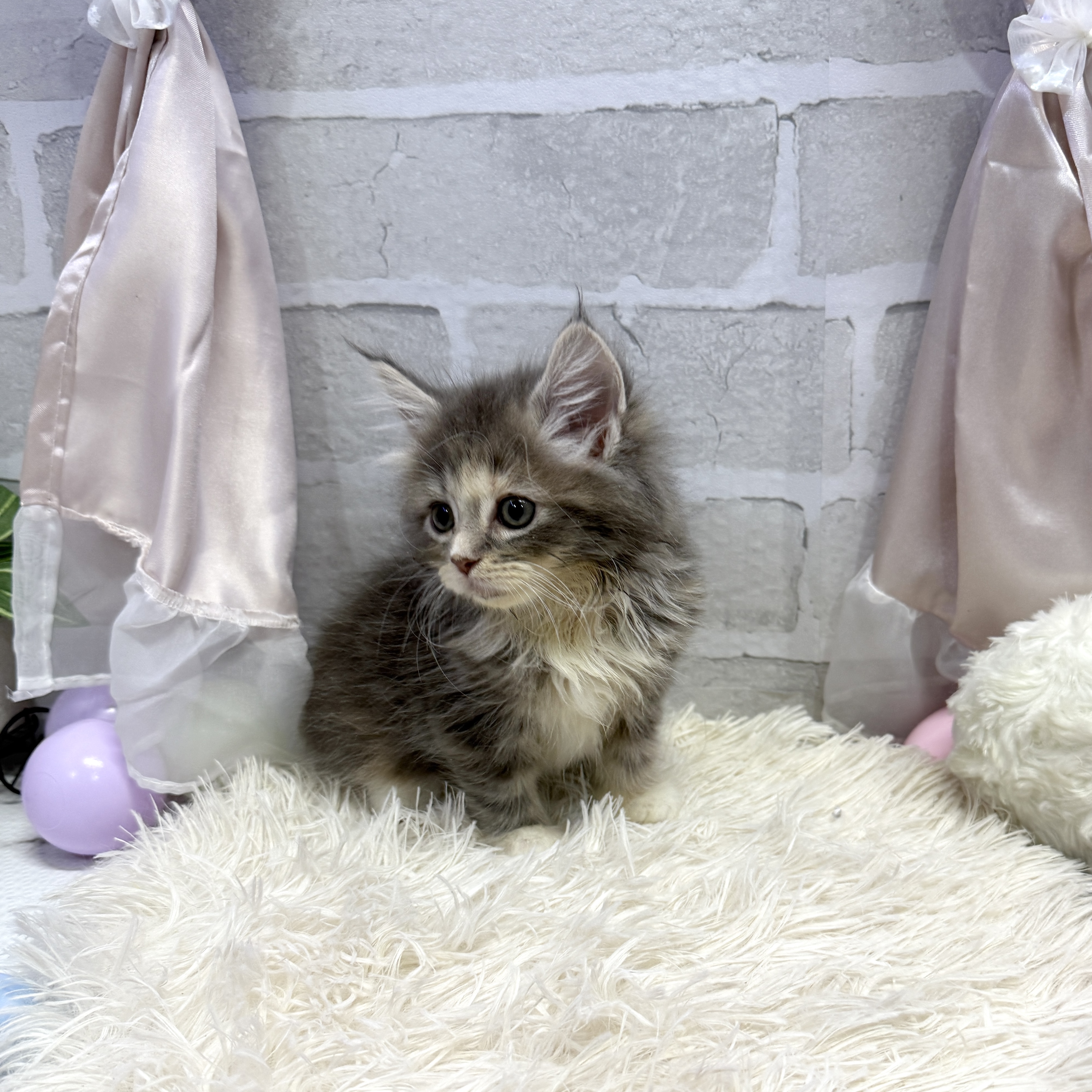 愛知県のサイベリアン (犬の家＆猫の里岡崎店/2025年7月8日生まれ/女の子/ダイリュートキャリコ)の子猫の3枚目の画像
