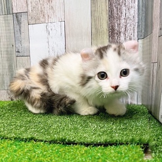 静岡県のアメリカンカール (犬の家＆猫の里マークイズ静岡店/2025年7月7日生まれ/女の子/キャリコ)の子猫の3枚目の画像