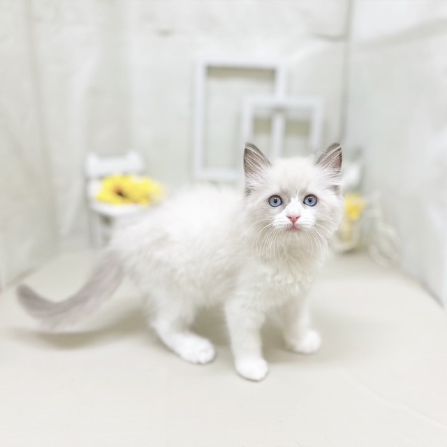 静岡県のラグドール (犬の家＆猫の里藤枝店/2025年7月8日生まれ/女の子/ブルーポイントバイカラー)の子猫の3枚目の画像