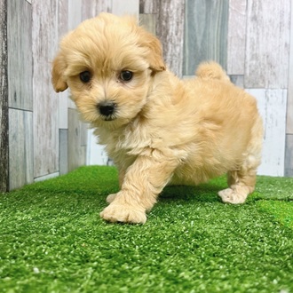 静岡県のマルプー(マルチーズ×プードル) (犬の家＆猫の里マークイズ静岡店/2025年7月5日生まれ/女の子/アプリコット)の子犬の3枚目の画像