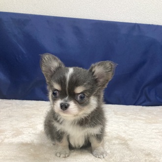 愛知県のチワワ(ロング) (犬の家＆猫の里一宮店/2025年7月8日生まれ/男の子/ブルータンホワイト)の子犬の3枚目の画像