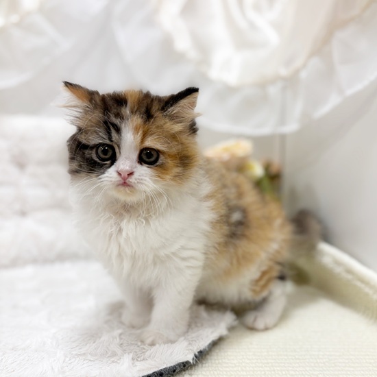 岐阜県のスコティッシュストレート (犬の家＆猫の里カラフルタウン岐阜店/2025年7月8日生まれ/女の子/ブラウンパッチドタビーホワイト)の子猫の3枚目の画像
